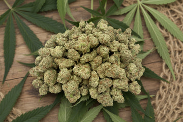 Gator Breath Light Assist Indoor Smalls