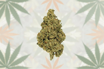Hawaiian Dream Exotic Greenhouse Flower