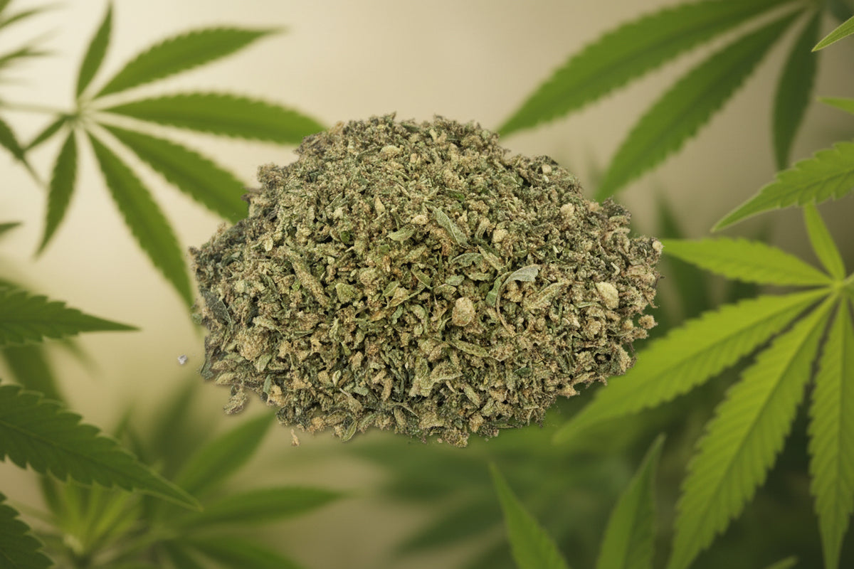 MOD Exotic Indoor Shake