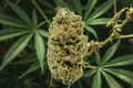 NBK-Nug-THCA Premium Indoor Flower