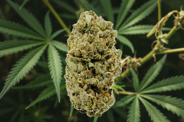 NBK-Nug-THCA Premium Indoor Flower