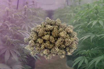 Purple Gremlin Exotic Indoor Smalls