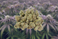 Purple Nerds-14G-THCA Premium Indoor Flower