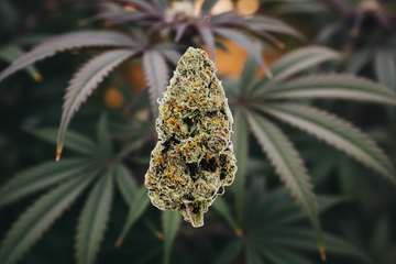 Purple Nerds-Nug-THCA Premium Indoor Flower