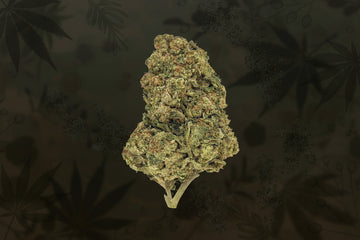 Illuminati Exotic Greenhouse Flower