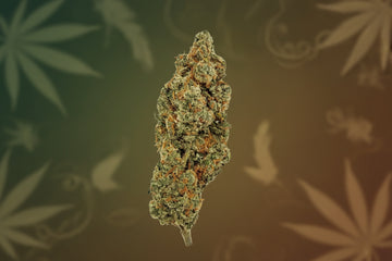Sour Jack Premium Indoor Flower