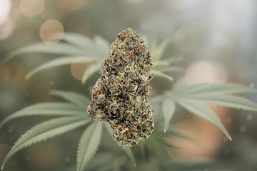 Versace Exotic Indoor Flower