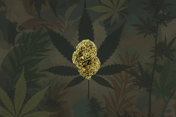 Durban Berry High-Quality Flower