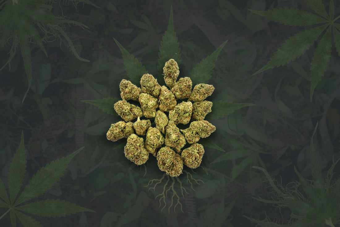 Durban Berry High-Quality Flower