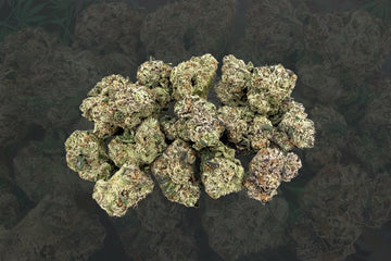 Gummy Sherbet Smalls