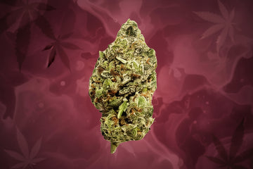 Pink Gatorade High-Quality Flower