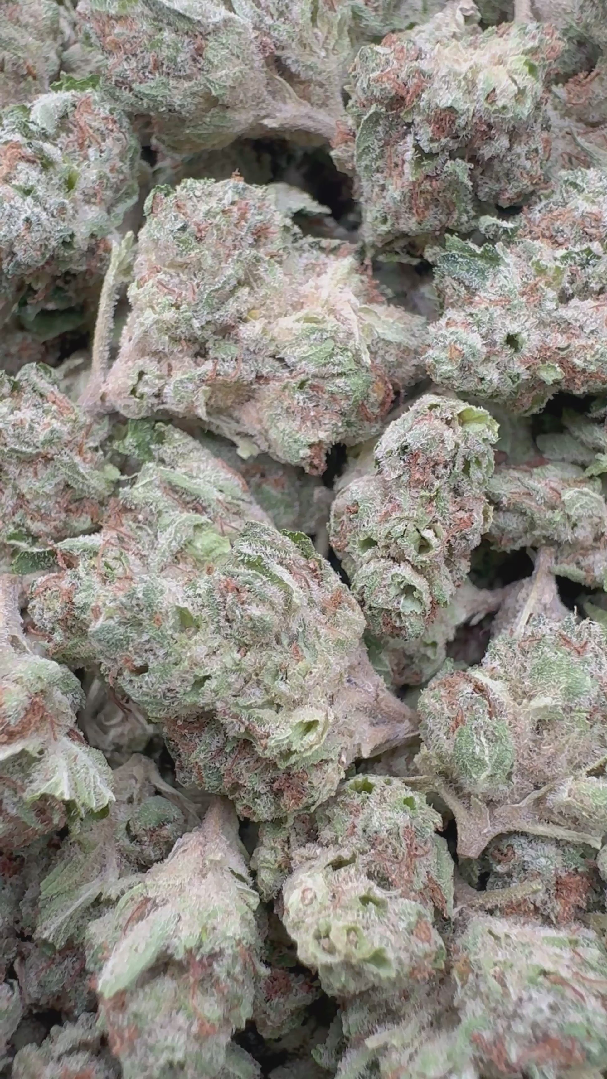 candy land FL micros