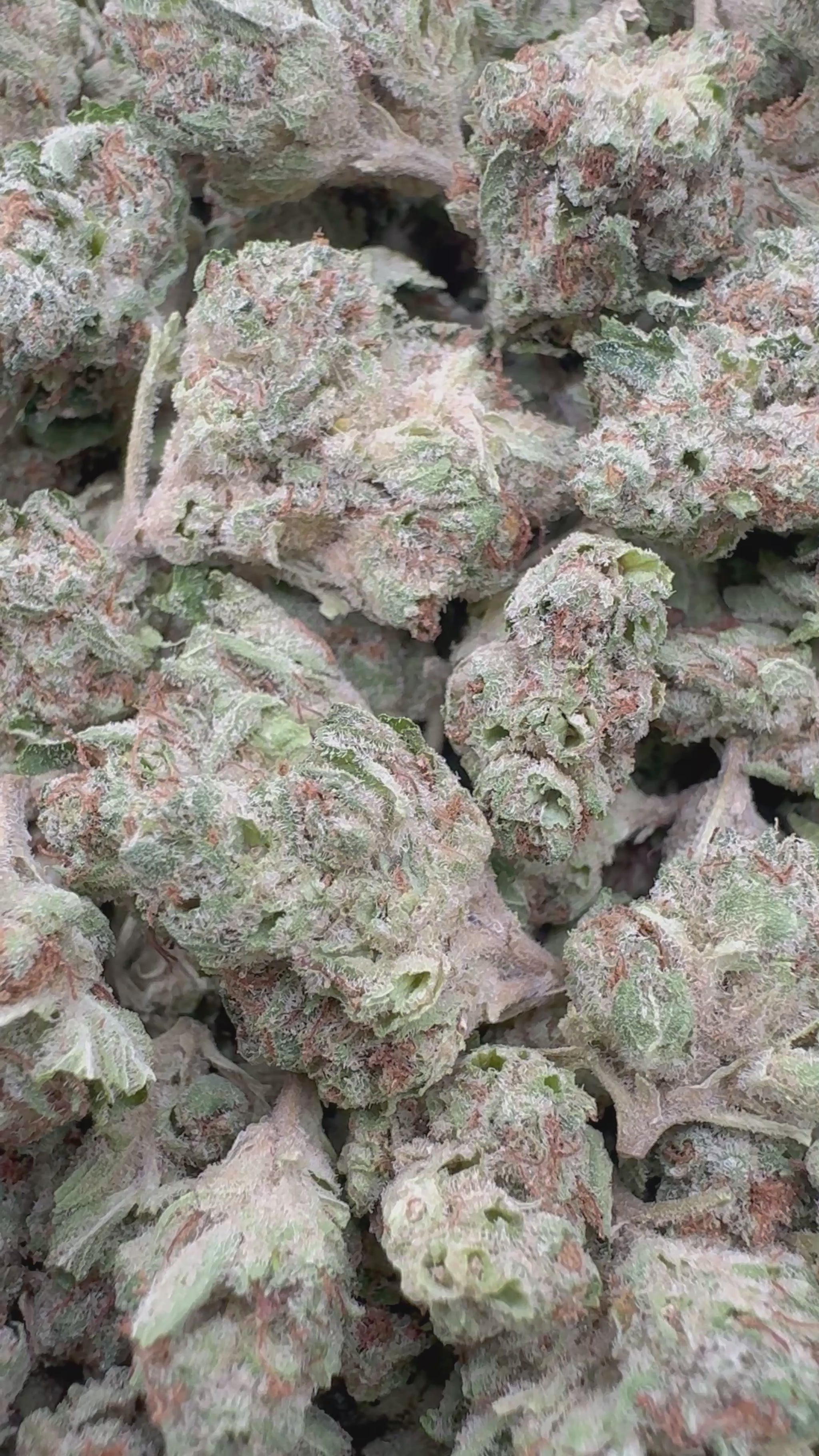 candy land FL micros