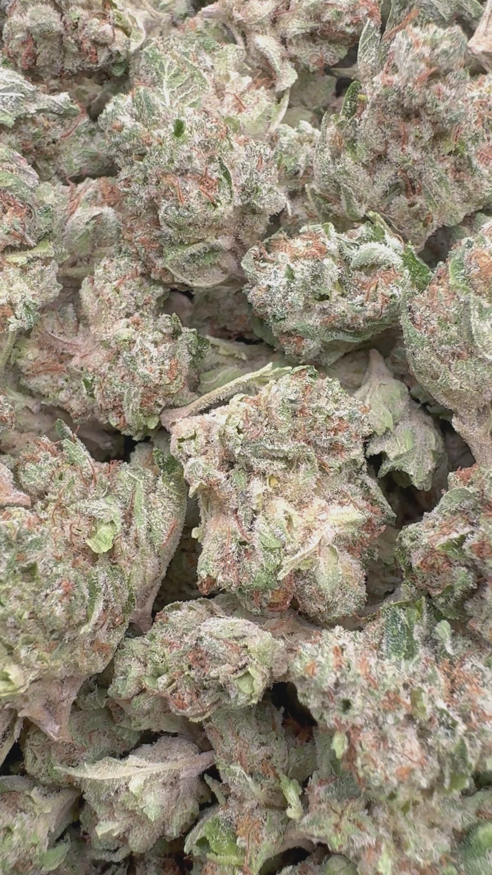 blueberrypgo