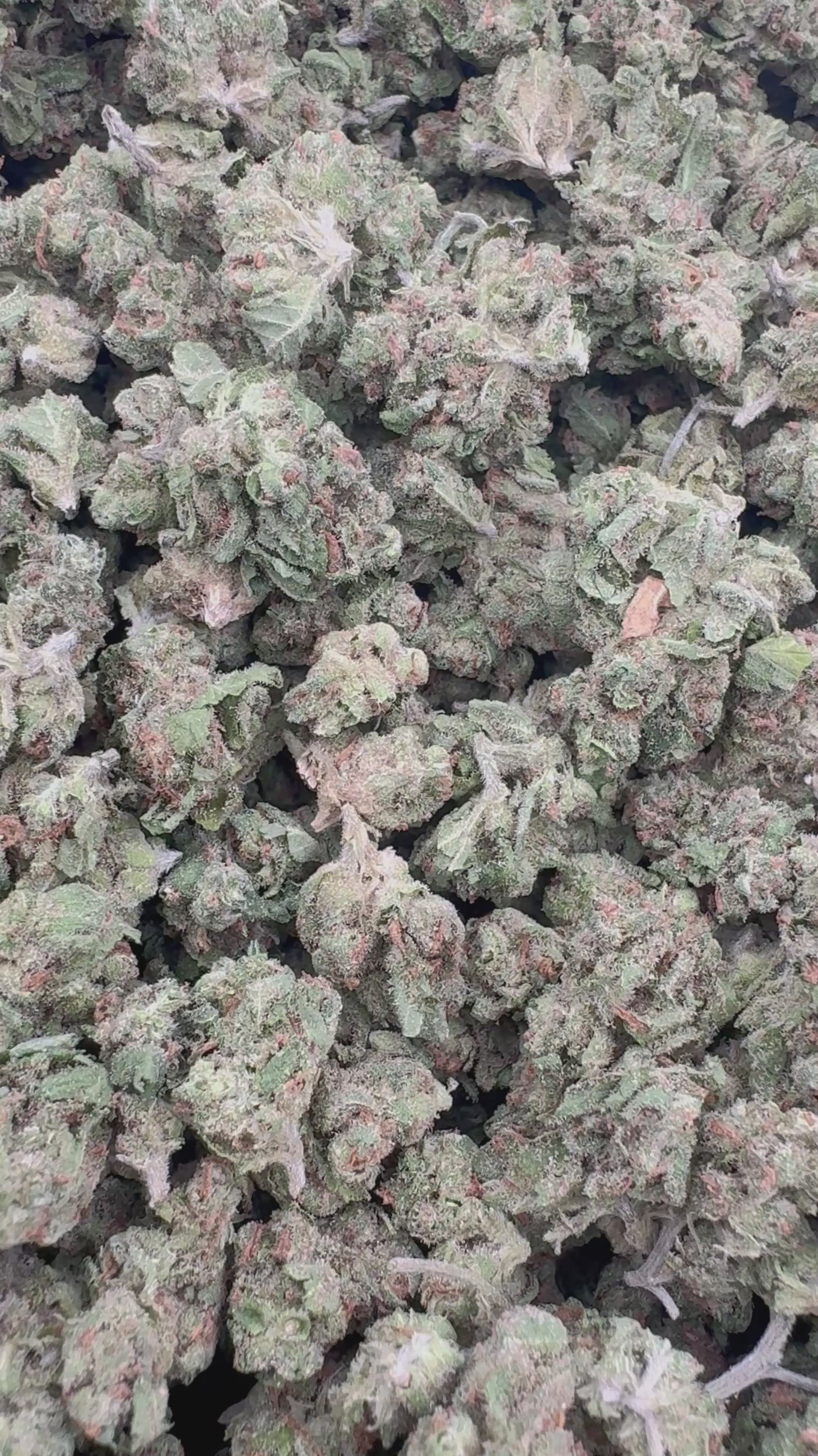 mauiwowPGO